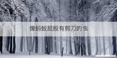 像蚂蚁屁股有剪刀的虫
