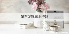 肇东发现东北虎吗