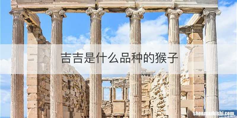 吉吉是什么品种的猴子