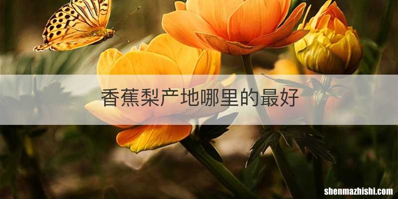 香蕉梨产地哪里的最好