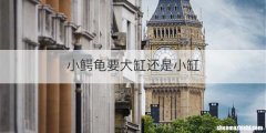 小鳄龟要大缸还是小缸