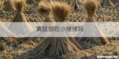 黄鼠狼吃小猪猪吗
