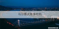 马尔泰犬有多可怕