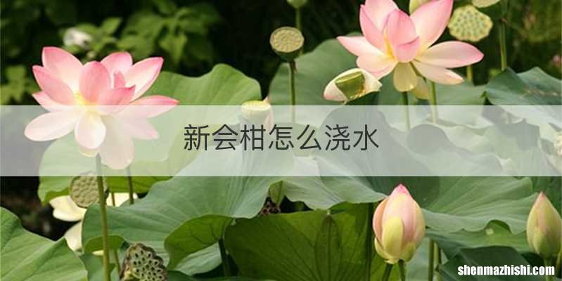 新会柑怎么浇水