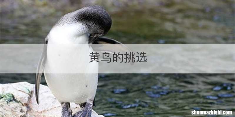 黄鸟的挑选