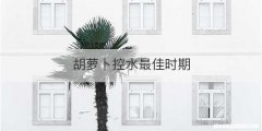 胡萝卜控水最佳时期