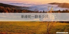 单峰驼一群多少只