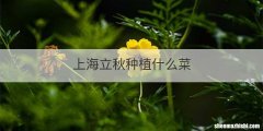 上海立秋种植什么菜
