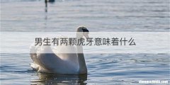 男生有两颗虎牙意味着什么