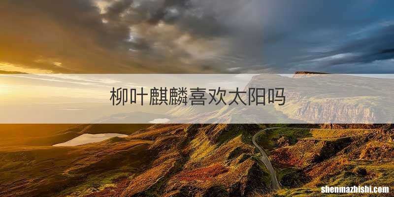 柳叶麒麟喜欢太阳吗