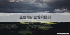 韭莲和郁金香的区别
