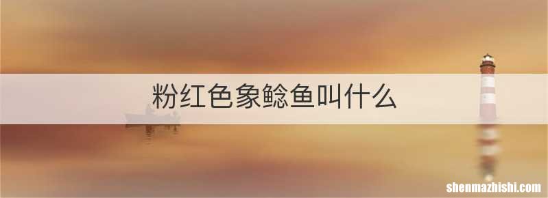 粉红色象鲶鱼叫什么