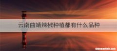 云南曲靖辣椒种植都有什么品种