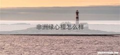 非洲绿心檀怎么样
