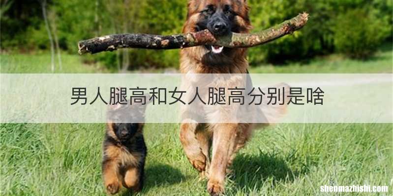 男人腿高和女人腿高分别是啥