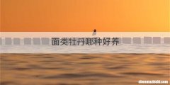 面类牡丹哪种好养