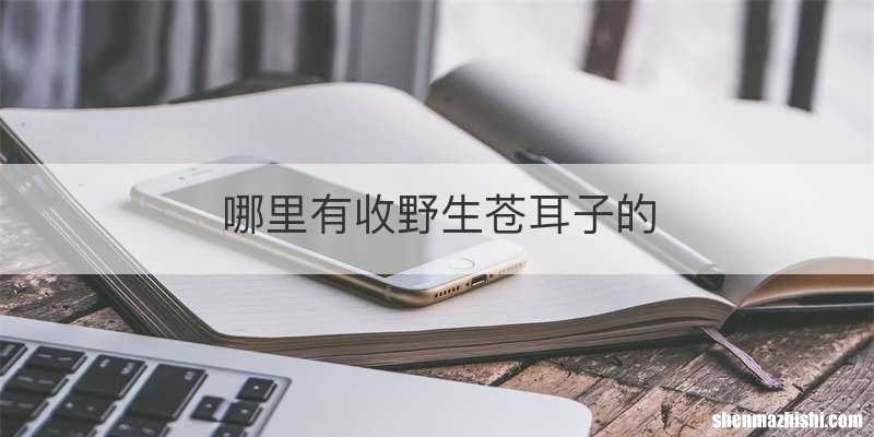 哪里有收野生苍耳子的