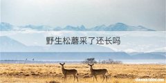 野生松蘑采了还长吗