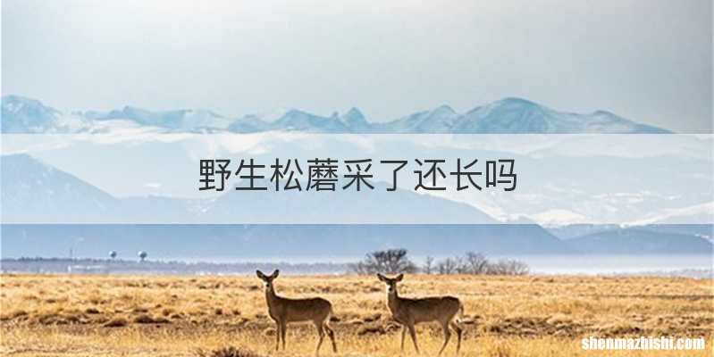 野生松蘑采了还长吗