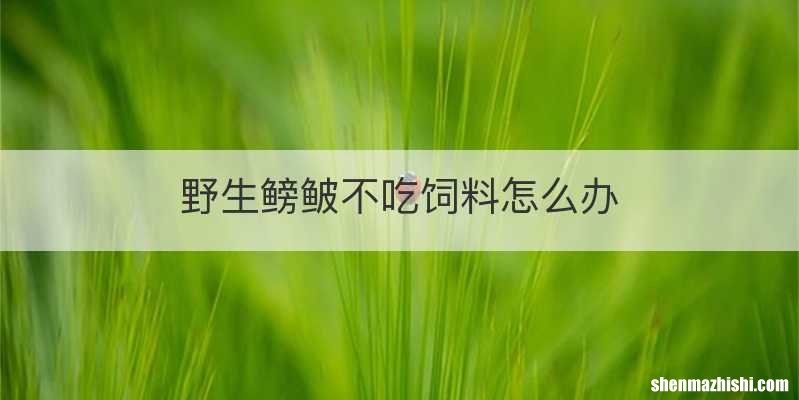 野生鳑鲏不吃饲料怎么办