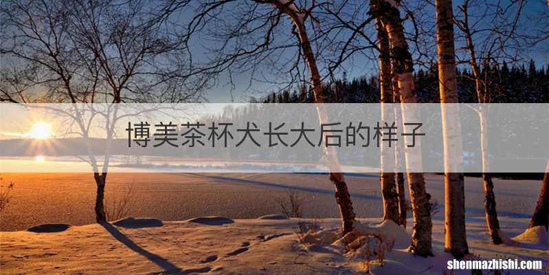 博美茶杯犬长大后的样子