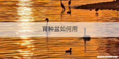 育种盆如何用