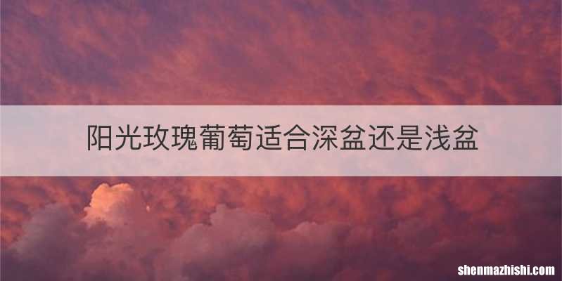 阳光玫瑰葡萄适合深盆还是浅盆