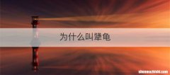 为什么叫犟龟