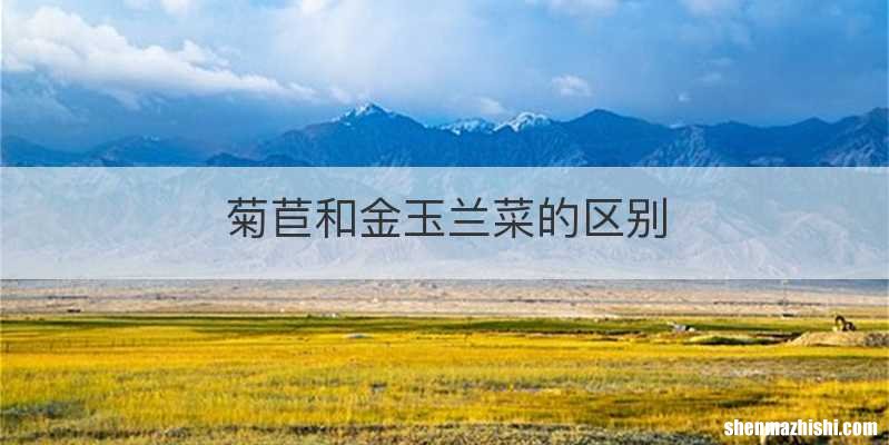 菊苣和金玉兰菜的区别