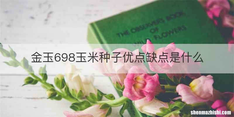 金玉698玉米种子优点缺点是什么