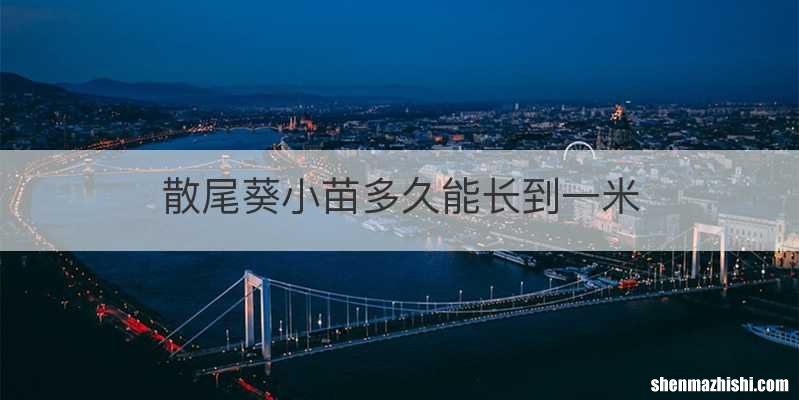 散尾葵小苗多久能长到一米