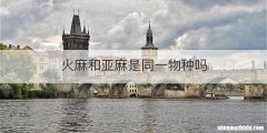火麻和亚麻是同一物种吗