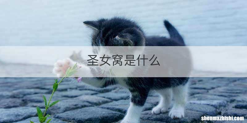 圣女窝是什么