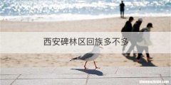 西安碑林区回族多不多