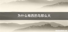 为什么梅西的鸟那么大