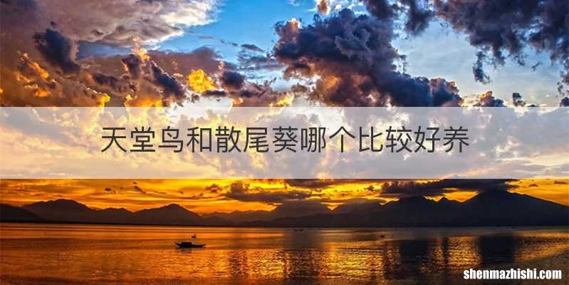 天堂鸟和散尾葵哪个比较好养