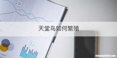 天堂鸟如何繁殖