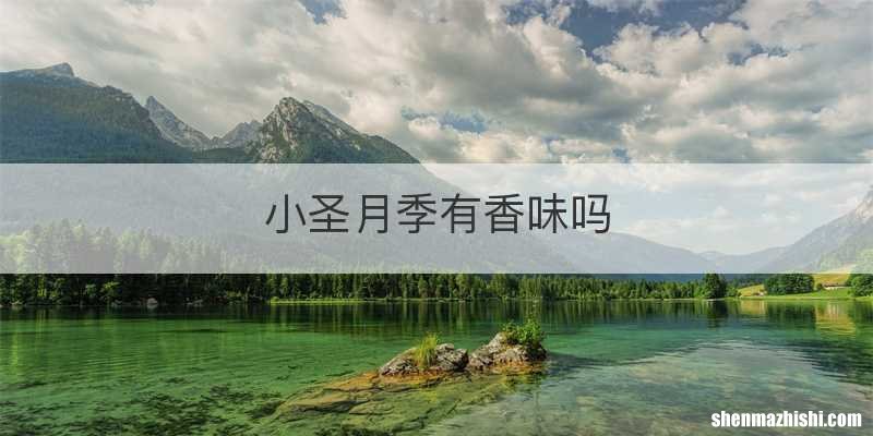 小圣月季有香味吗