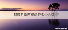 爬藤月季两棵间距多少合适
