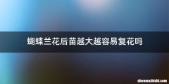 蝴蝶兰花后苗越大越容易复花吗