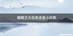 蝴蝶兰大花贵还是小花贵