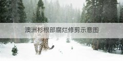 澳洲杉根部腐烂修剪示意图