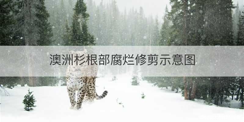 澳洲杉根部腐烂修剪示意图