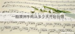 一般澳洲牛肉从多少天开始谷饲