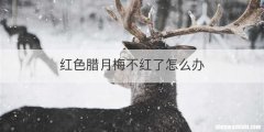 红色腊月梅不红了怎么办