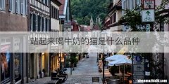 站起来喝牛奶的猫是什么品种