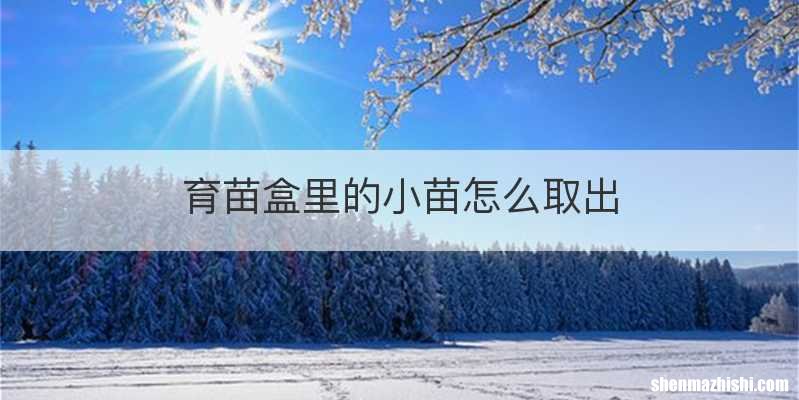 育苗盒里的小苗怎么取出