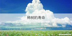 柿树的寿命