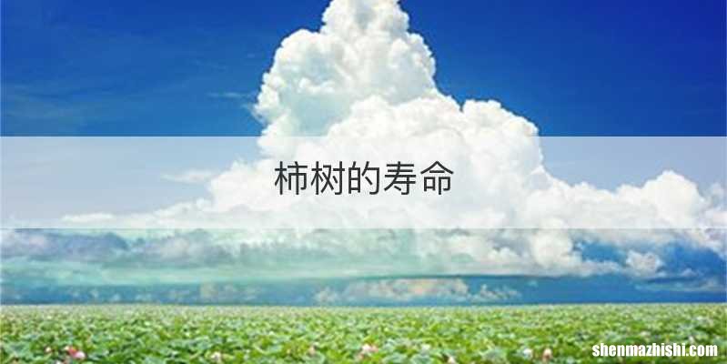 柿树的寿命