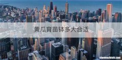 黄瓜育苗钵多大合适
